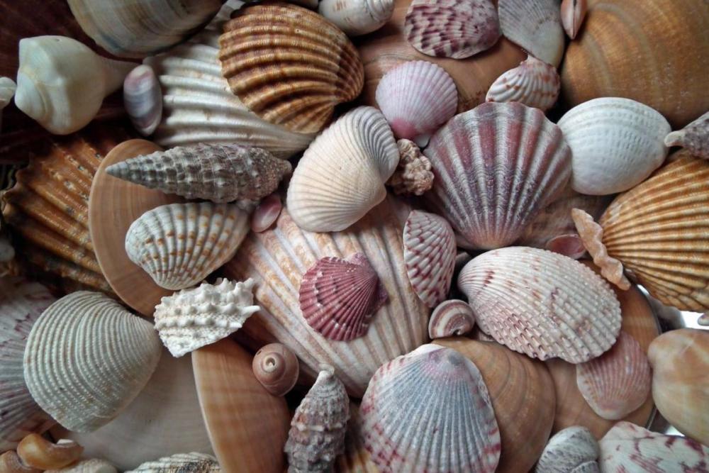 Coquillages pour bijoux